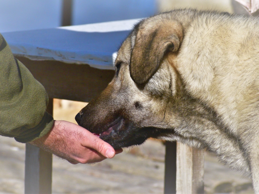 Ein Hund wird mit der Hand gefüttert